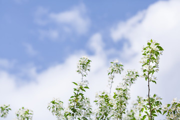 Fototapeta premium Blooming branches of apple tree on sky background