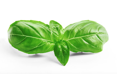 Fresh basil leaves on white background