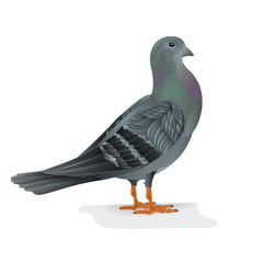 Carrier pigeon breeding bird sports bird vector illustration