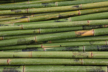 frische Bambusstangen