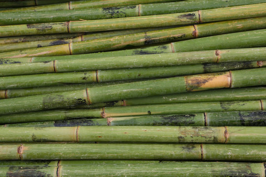 frische Bambusstangen