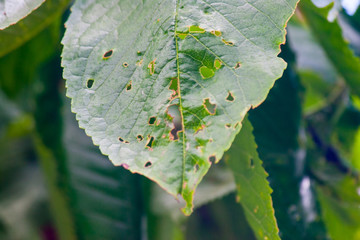 damaged leaf caterpillar