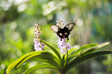 butterfly  and  orchids