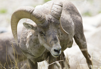 Bighorn sheep - Colorado, Rocky Mountains