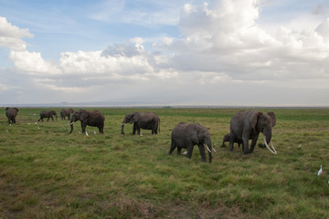 Naklejka na ściany i meble Elephants