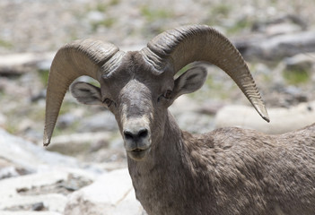 Bighorn sheep - Colorado, Rocky Mountains