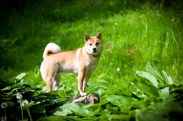Shiba inu portrait outdoor at summer