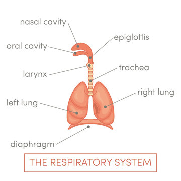 Respiratory system vector