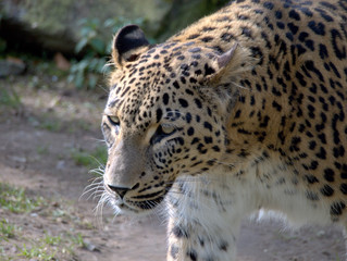 Leopard