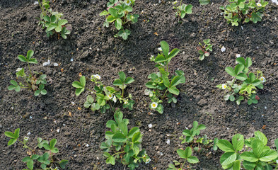 bed with the young blossoming strawberry