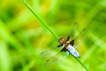 Broad-bodied chaser - Libellula depressa Male