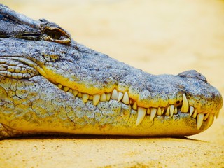 Ruhendes Krokodil 