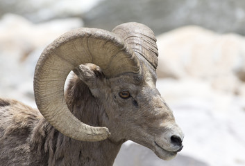 Bighorn sheep - Colorado, Rocky Mountains