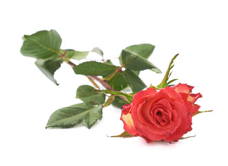 Single red rose isolated lying over the white surface