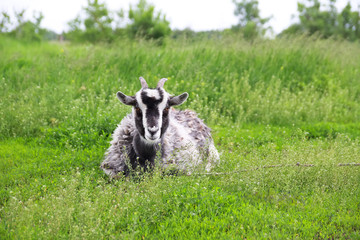 Obraz premium young goat on the meadow. close-up portrait. farmland.