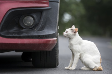 Fototapeta na wymiar The white Cat beside a car