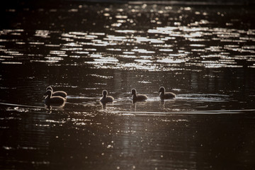 swan family in the sunset, Cygnus cygnus
