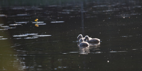 swan family in the sunset, Cygnus cygnus

