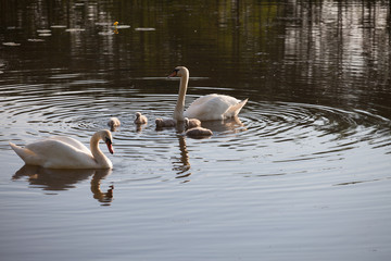 swan family in the sunset, Cygnus cygnus
