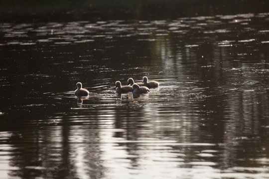 swan family in the sunset, Cygnus cygnus
