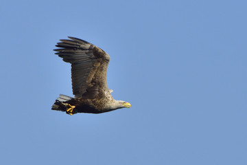Seeadler