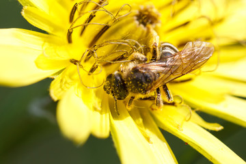A bee collects ardent on the flowers.