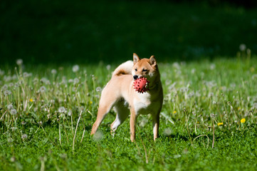 Shiba inu portrait outdoor at summer
