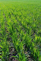 Spring field with fresh green grass.