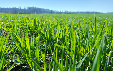 Fototapeta premium Spring field with fresh green grass.