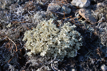 Мох на камне 