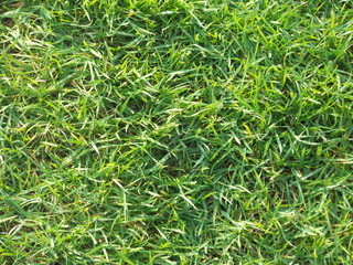 Green fresh grass