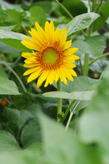 Macro beautiful and colorful of sunflower. Nature concept