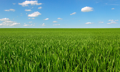 Growing wheat on a field.