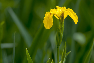 Wild yellow Iris on the green background