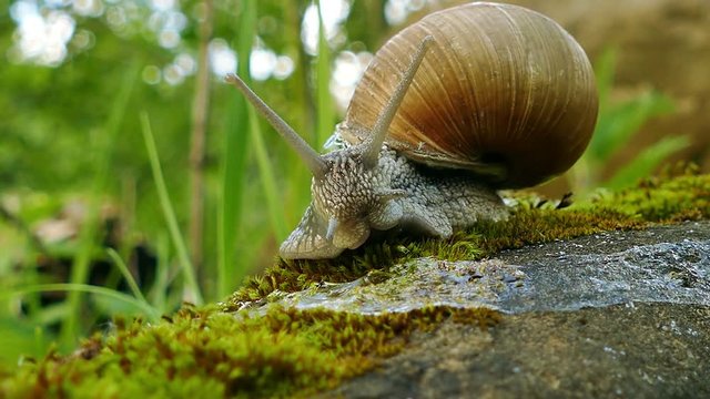 4K shot. Life of snails, shooting acceleration