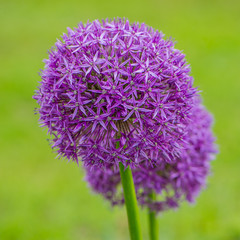 globular flowers