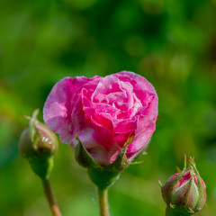 rose flower