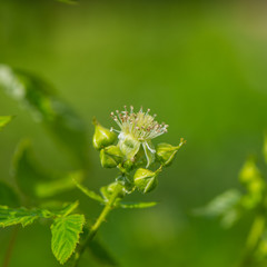 Raspberry flower