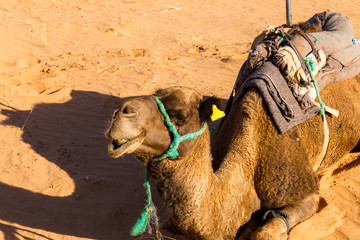 camel lying on sand in the desert