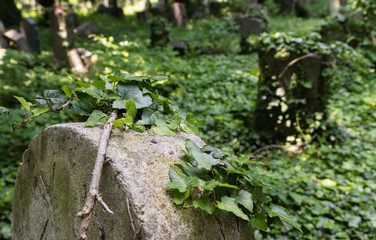 mit Efeu bewachsener Grabstein