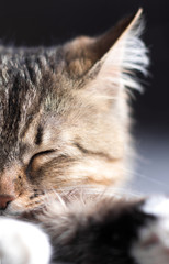 portrait of a beautiful cat on a black background
