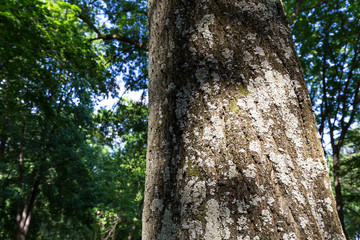 Tree trunk texture close-up of old tree in Bratislava