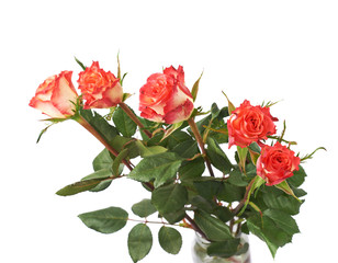 Fresh red roses over the white isolated background