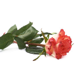 Single red rose isolated lying over the white surface