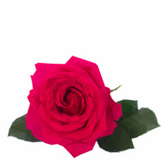 Naklejka premium one dark pink roses