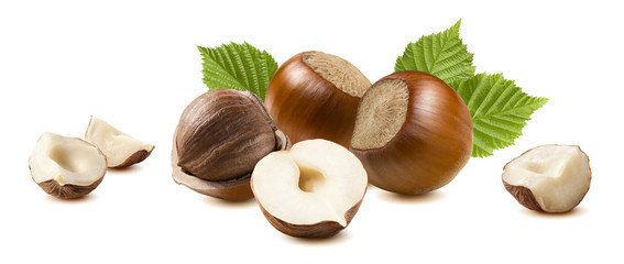 Hazelnut nut leaf set isolated on white background 7 as package design element