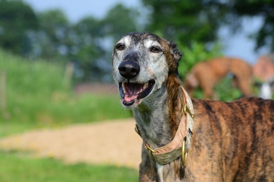 alter Galgo Espanol lacht
