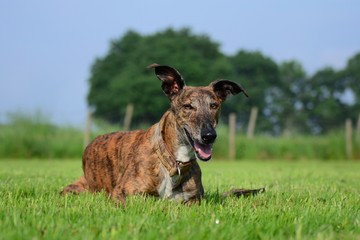 Galgo liegt im Gras
