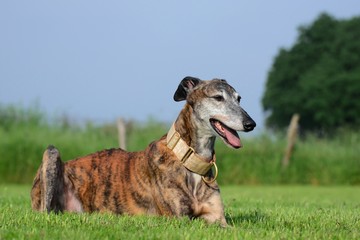 Galgo Espanol liegt im Gras