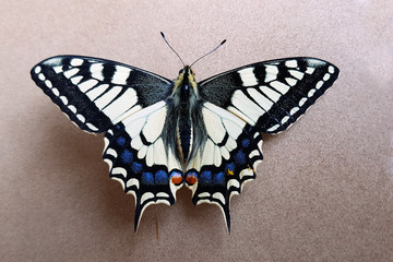 Schwalbenschwanz; Papilio; machaon; Schmetterling; Tagfalter